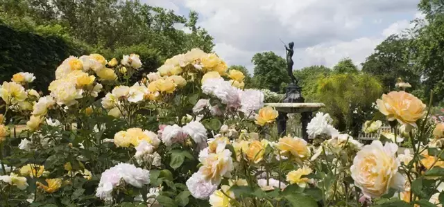 The Rose Garden in Hyde Park